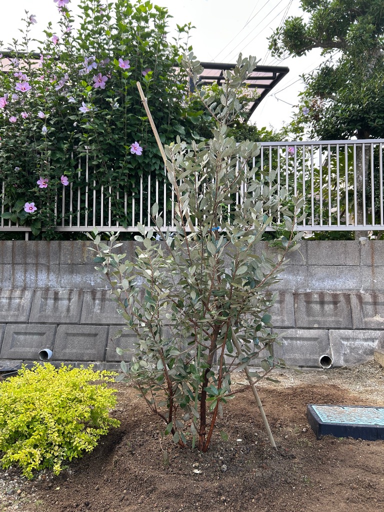 フェイジョア アポロ 樹高1.7-1.8m(根鉢含まず) 1本で結実