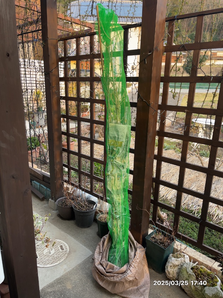 現品発送 アオダモ 株立ち 樹高1.6-1.7m(根鉢含まず）雑木 落葉