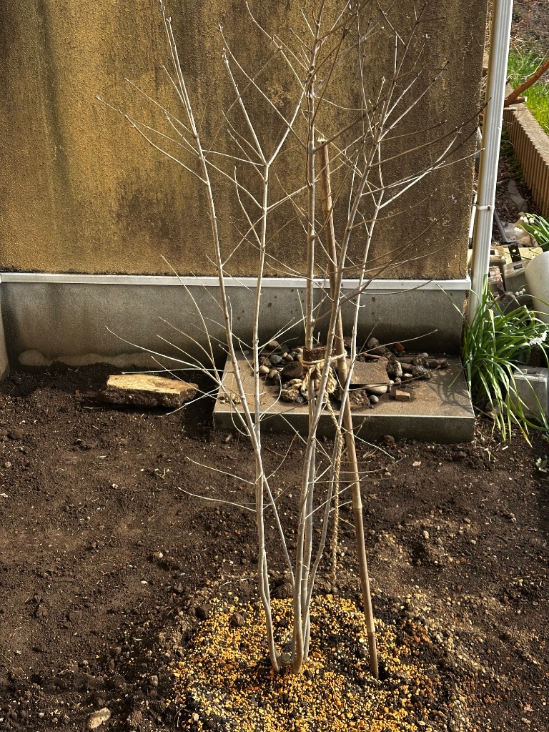 現品発送 アオダモ 株立ち 樹高1.6-1.7m(根鉢含まず）雑木 落葉