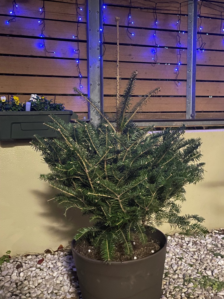本物のモミの木 もみの木 モミノキ 鉢植え 樹高1.2m前後(鉢底