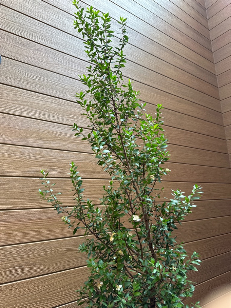 ギンバイカ 銀梅花 樹高1.8m前後(鉢底から）9号ポット マートル