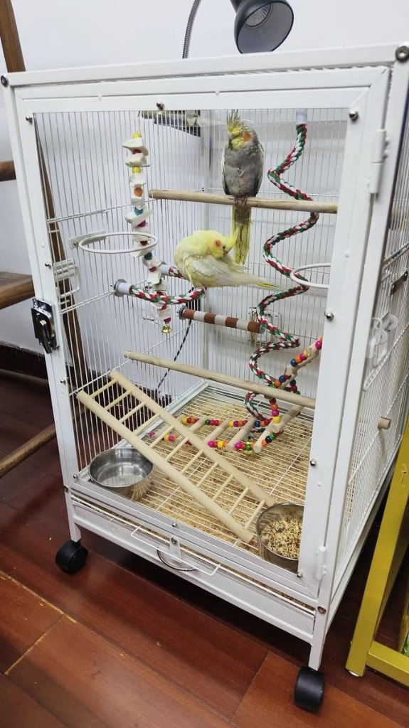 クリアアクリル鳥かご 複数飼い大型インコ ケージ セキセイインコゴザクラインコオカメインコ鳥籠 Ｗ46×Ｄ46×Ｈ77cm(外寸) :  p210195485b2c : ジーティー - 通販 - Yahoo!ショッピング