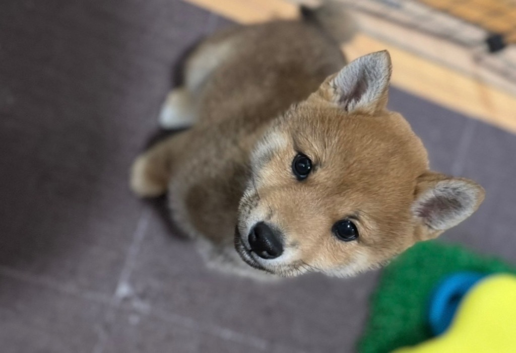 レビュー画像