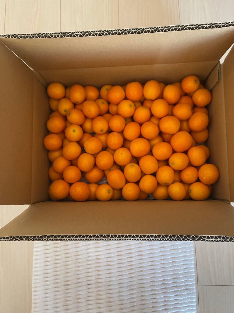 kou様 大玉 3kg 令和7年4月～5月発送 茨城県筑西市、桜川市産 小玉スイカ『紅