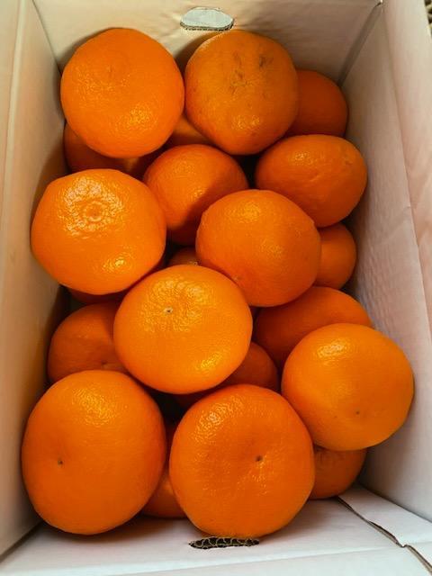 みかん はれひめ 訳あり 大きさおまかせ 5kg 愛媛県産 JAえひめ
