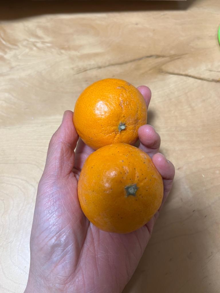 はれひめ4kg-家庭用 | のま果樹園