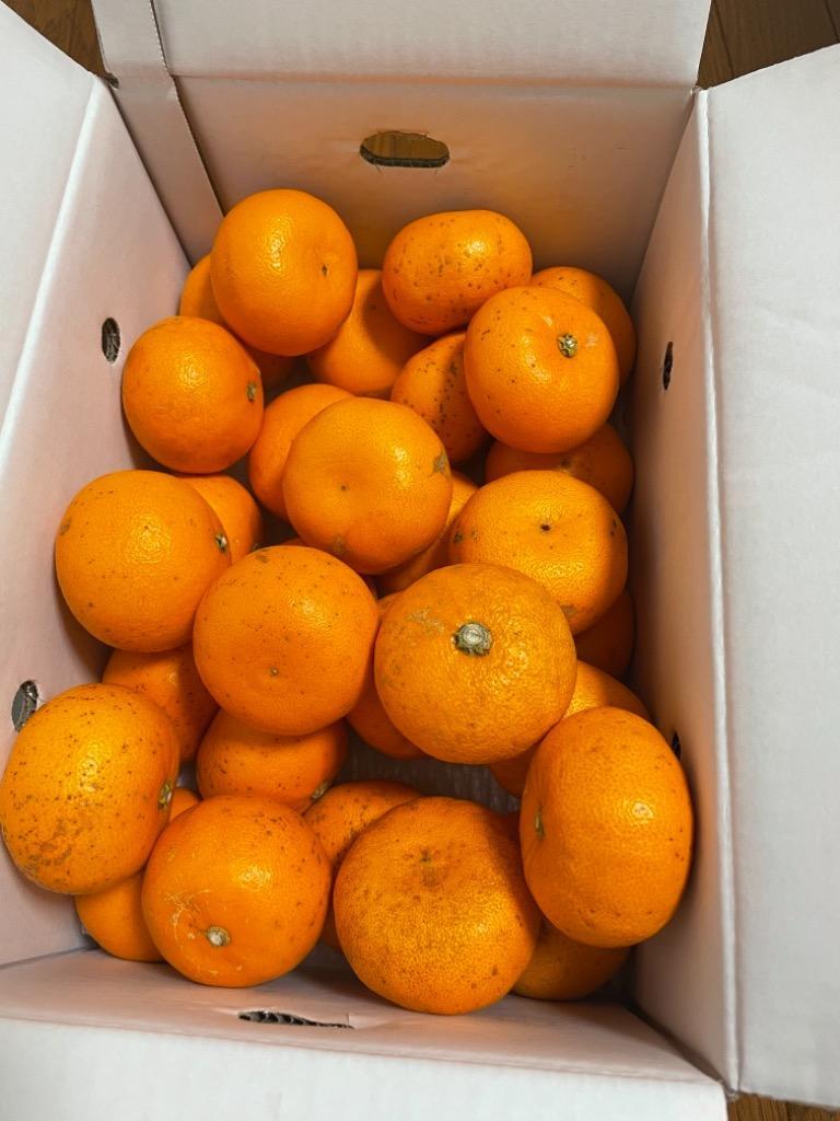 みかん せとか 風のいたずら 訳あり 大きさおまかせ 5kg 愛媛県