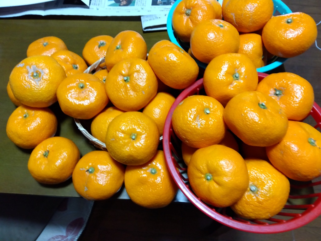 みかん 温州みかん 産地厳選 秀品 3L〜Sサイズ 5kg 蜜柑 ミカン