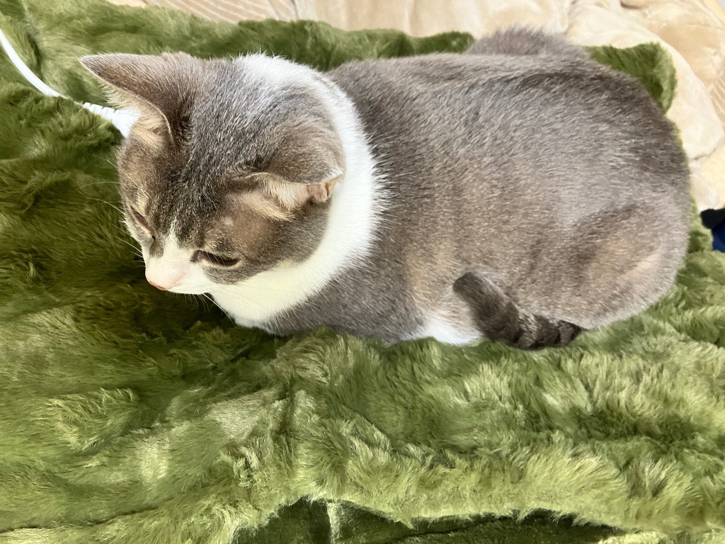 全体のレビュー画像 | 2-0