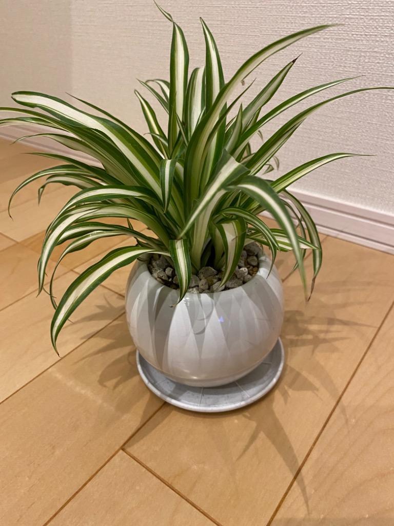 オリヅルラン 空気浄化観葉植物 生花 陶器鉢 プラ鉢皿付 : 花と緑のは