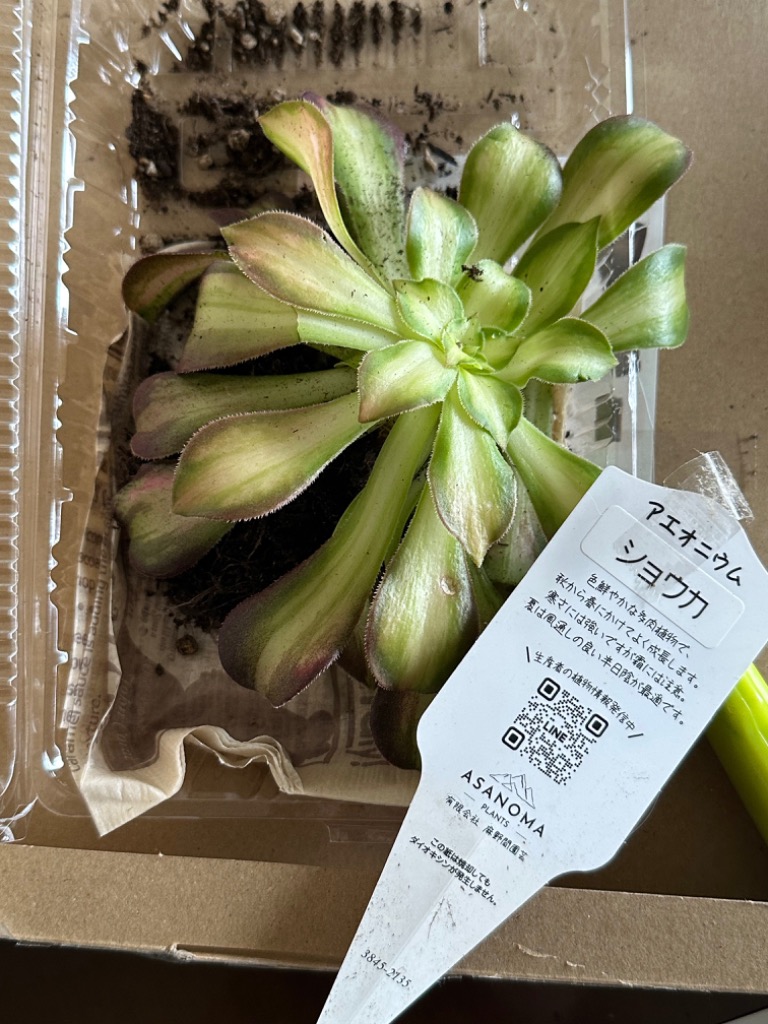 多肉植物 キウイ アエオニウム属 カット小苗 多肉 寄せ植え 鉢植え