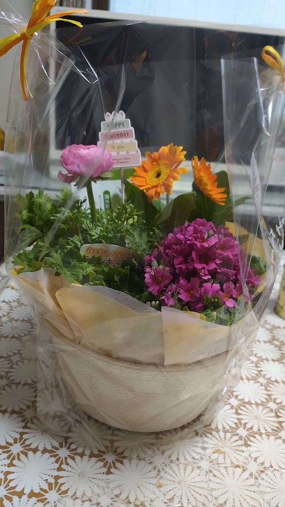 誕生日 花 プレゼント 2024 花鉢 ギフト 3種でつくるおまかせ