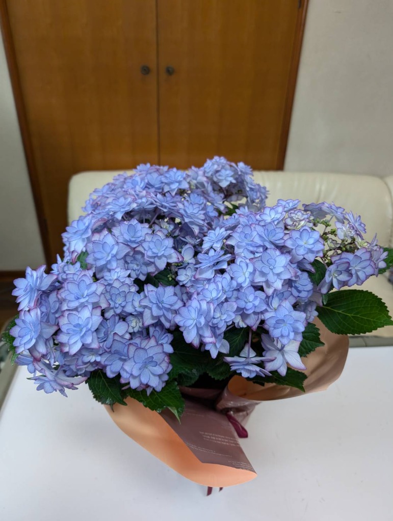 母の日 花 プレゼント あじさい 鉢植え 6号鉢 選べる20品種