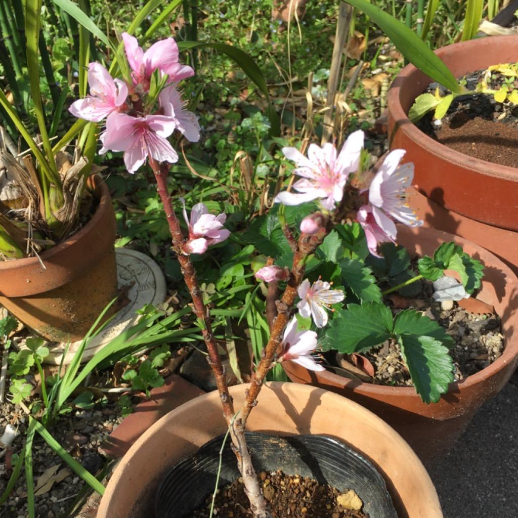 楽天市場】【数量限定】桃 鉢植えで収穫！矮性桃 みきドワーフ 5