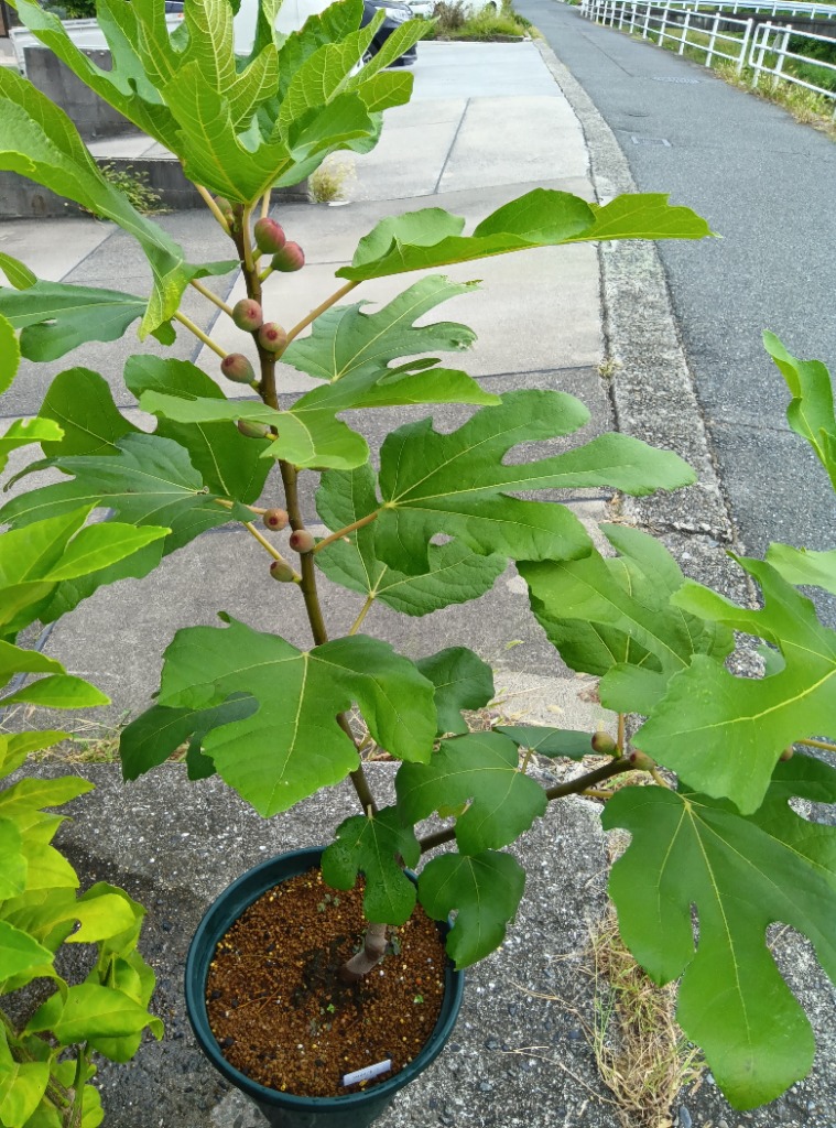 【SALE】イチジク苗ネグローネ　3年生　鉢直径35cm イチジク（無花果）：ネグローネ | nae-ya｜herbal tree shop