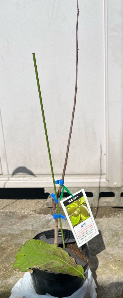 （珍)ポポー接木苗［品種　宝珠］ ポポー苗木 【宝珠 （ほうじゅ）】 接ぎ木苗 : 苗木の専門店 グリーン