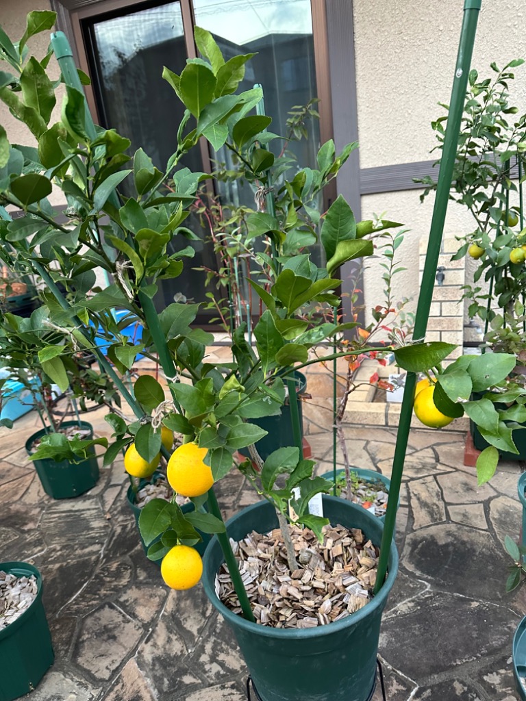 レモンの木 マイヤーレモン 3年生 接木 苗木 産地で剪定済 1.0m苗