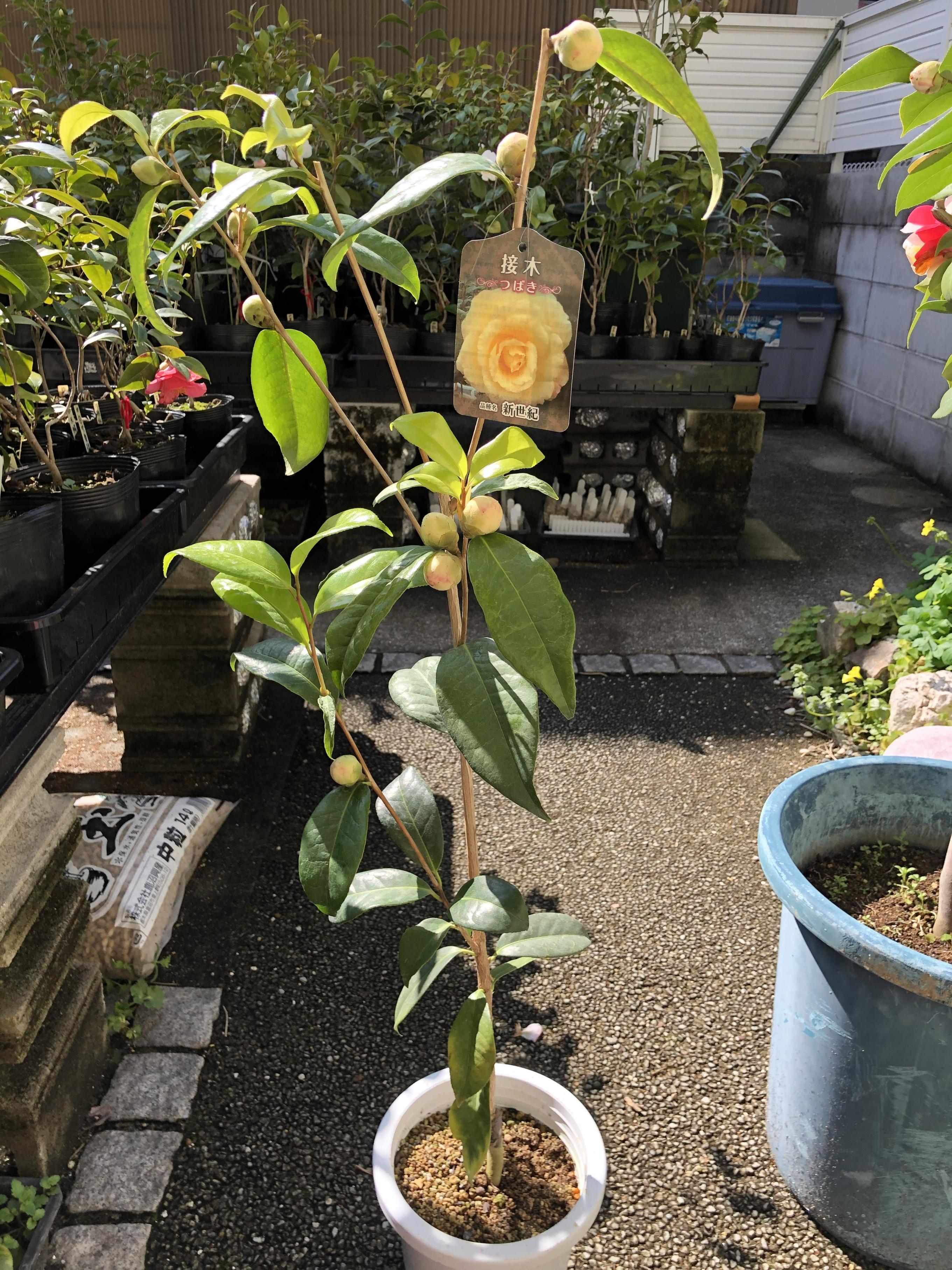 椿 苗 新世紀 接木 白鉢植え 開花 2〜4月頃 : 苗木部 花ひろば