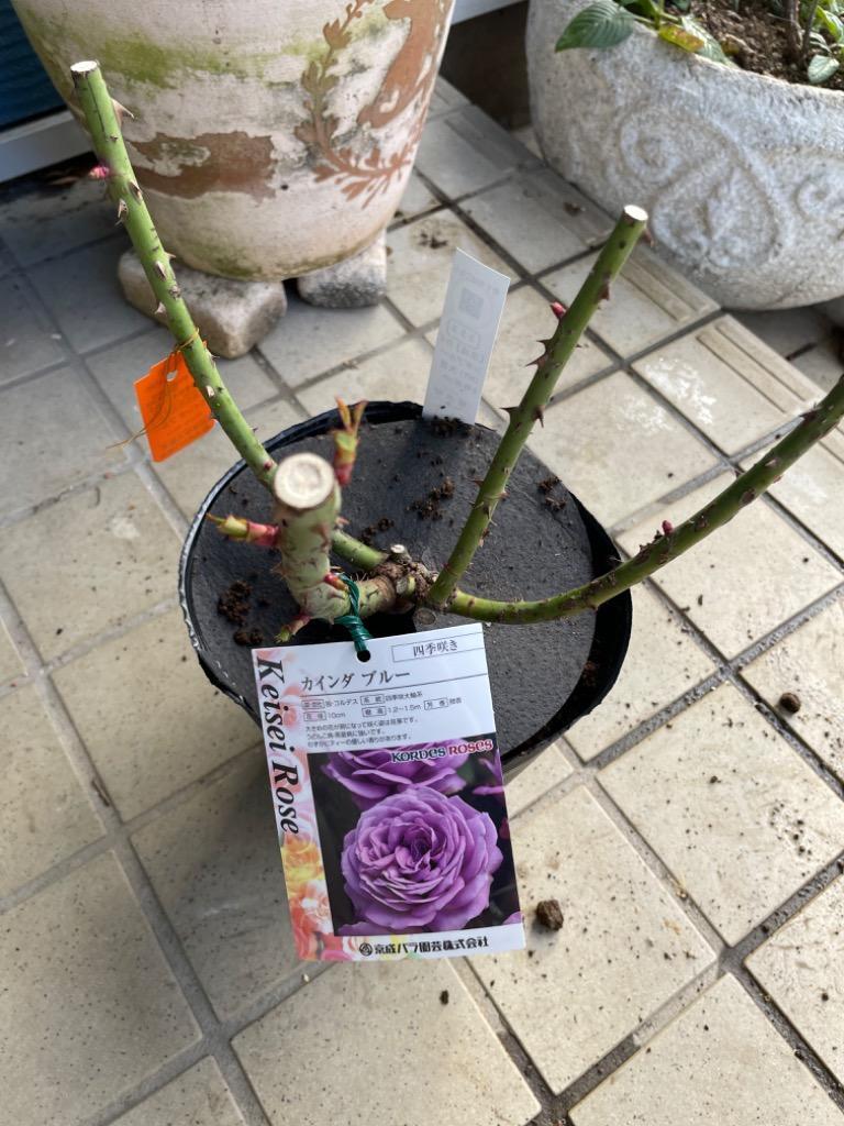 スタンダード仕立てバラ苗　(藤色、四季咲き) Amazon.co.jp: 四季咲きバラ苗 【爽】 2年生大苗 登録品種・品種