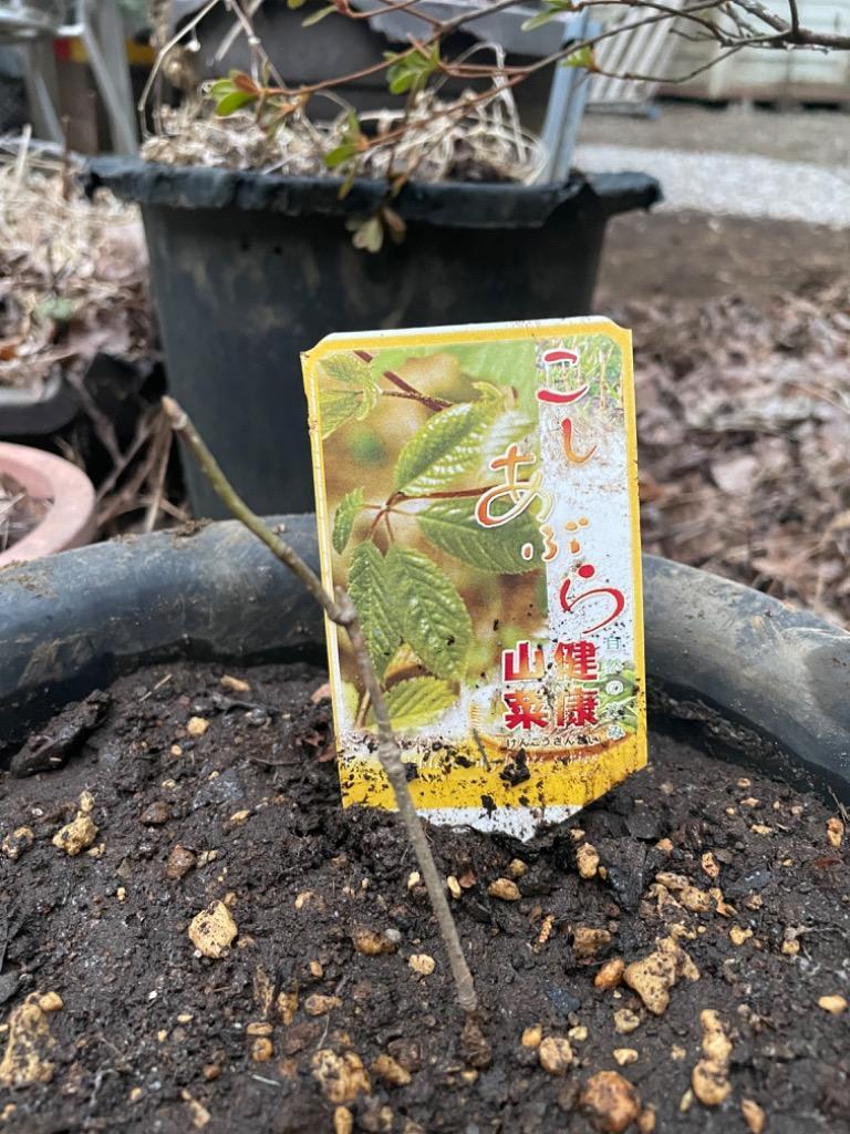 タラの芽 苗 トゲナシタラ タラの木 : 苗木部 花ひろばオンライン