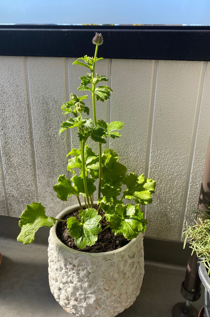 開花見込み株 ラナンキュラス ラックス ヘラの苗 5号 冷蔵処理 : 植物