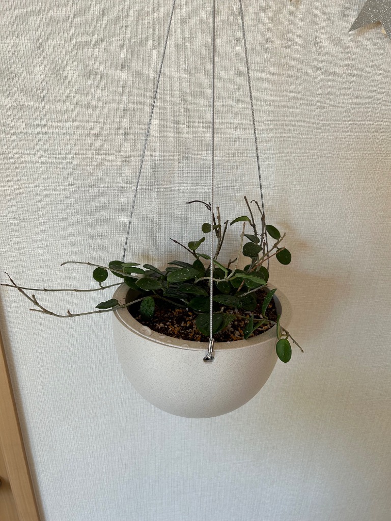 ホヤ　マチルダ　植え木鉢ごと Amazon｜ホヤ(桜ラン)・マチルダ 吊鉢4号鉢 1個売り【品種で