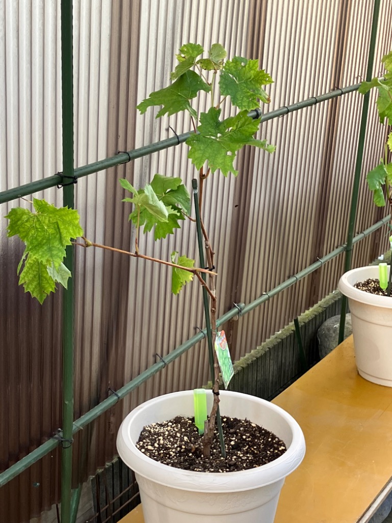 葡萄(ぶどう)苗木 シャインマスカット（挿し木苗） : 植物・園芸