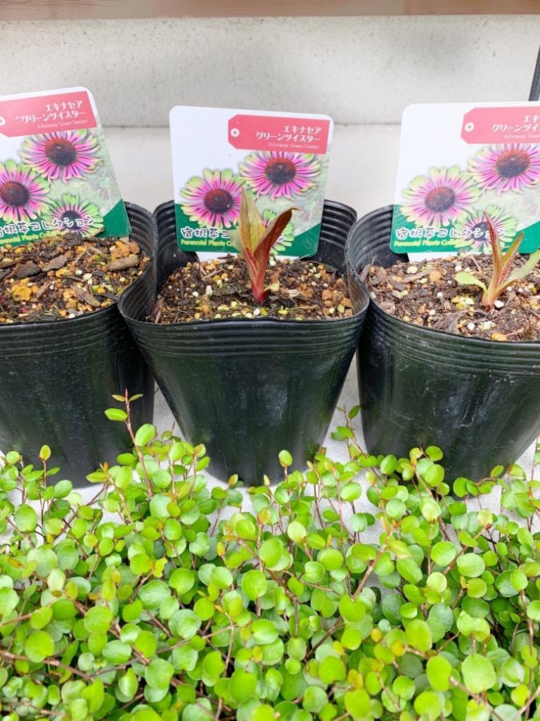 エキナセア「グリーンツイスター」の苗 : 植物・園芸専門店 花育