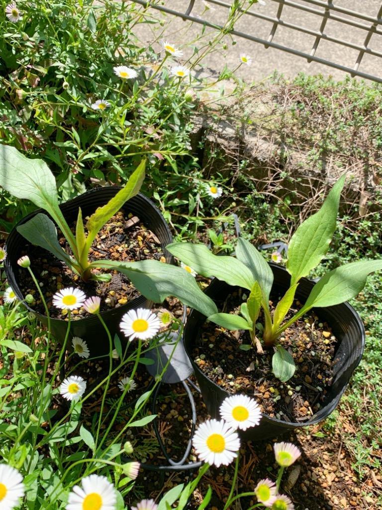 エキナセア「グリーンツイスター」の苗 : 植物・園芸専門店 花育