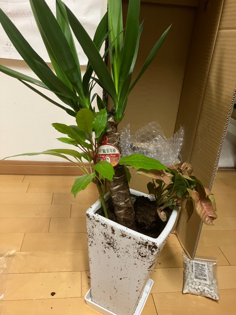 レビュー画像
