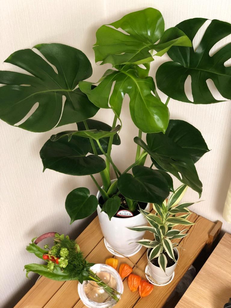 植物セット ハイミニビビスモーキー6個セット【オススメの観葉植物でお届け