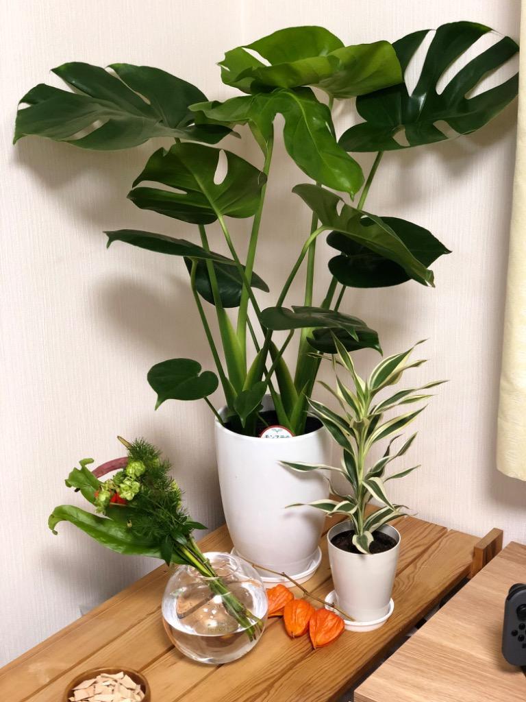 選べる観葉植物2点Cセット 人気 新築祝い : 観葉植物の生産直売 幸せの