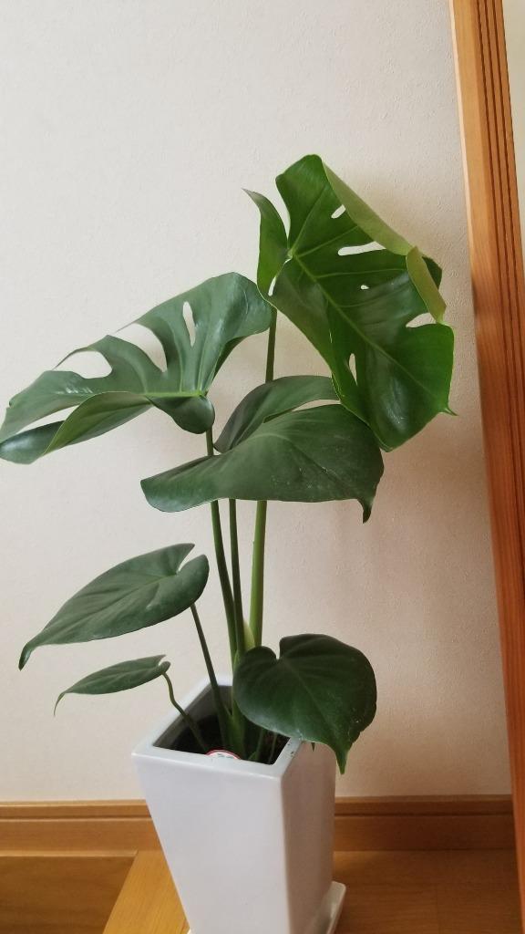 観葉植物 モンステラ5号陶器鉢 人気 ランキング : 観葉植物の