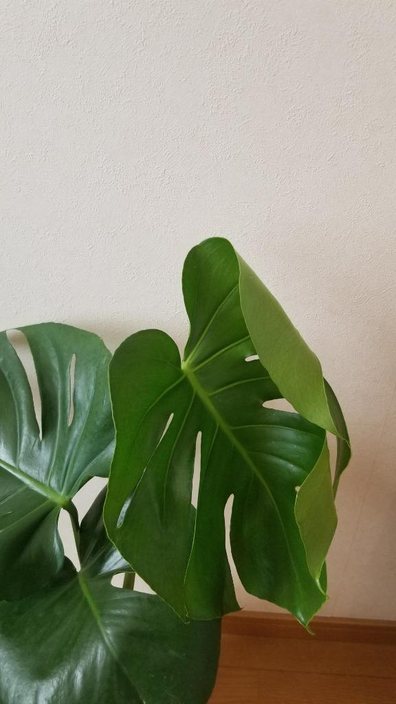 観葉植物 モンステラ5号陶器鉢 人気 ランキング : 観葉植物の