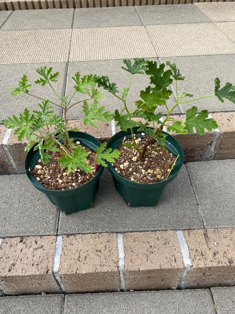 ゼラニウム ゼラニューム 花 苗 選べる種類 センテッド 1株 : イングの
