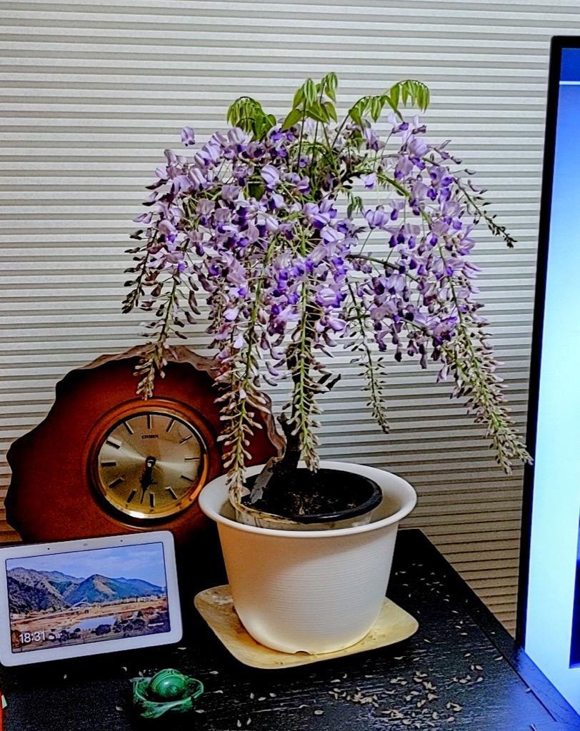 フジ 花 苗木 一才藤 ５号鉢 温度を与えればすぐに開花が始まる 庭植え 盆栽 : n-fuji-mihon : イングの森 - 通販 -  Yahoo!ショッピング