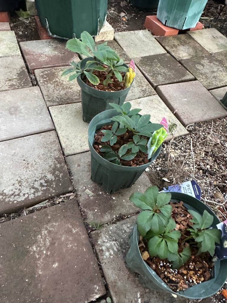 クリスマスローズ 苗 花一重咲きグリーン系シングル 9cmポット 松村