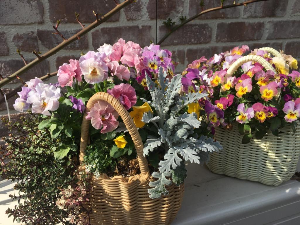 寄せ植えできる かわいい カラフル バスケット（Sサイズ） : 花苗園芸