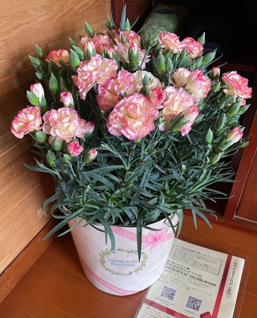 花のギフト社 母の日 プレゼント 2025 花 ギフト カーネーション 花のギフト社 母の日 プレゼント 2025 花 ギフト カーネーション