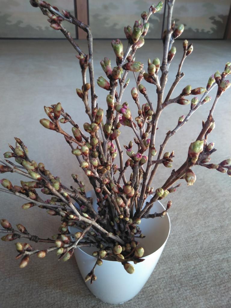 花のギフト社 啓翁桜 桜 さくらの花 桜の花 サクラ 桜のお花
