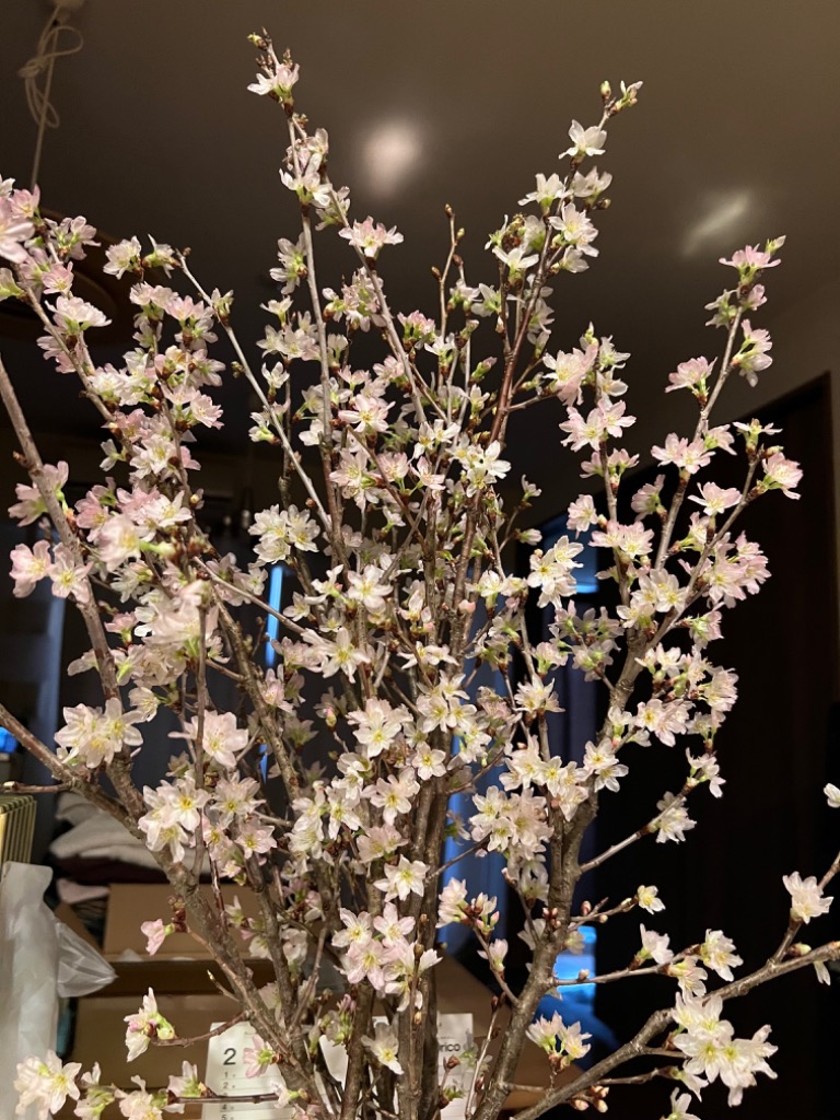 花のギフト社 啓翁桜 さくら 桜 12本 花束 切花 生花 サクラ 花