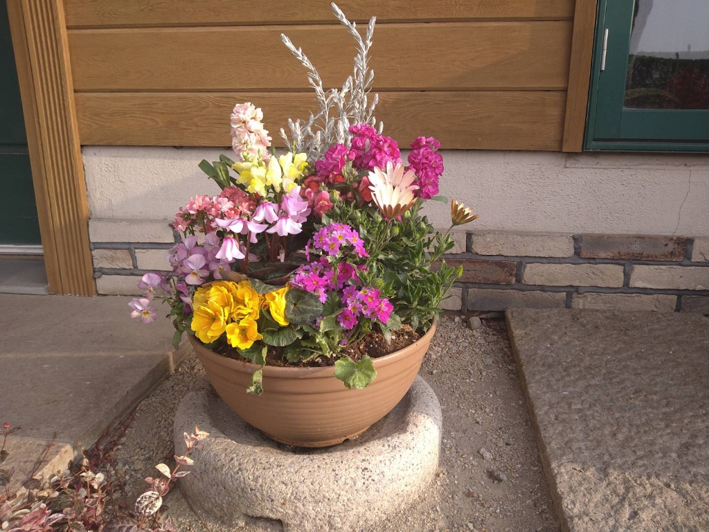 元気に咲く花たちの寄せ植え 【送料無料】沖縄以外 屋外向き 花期：春