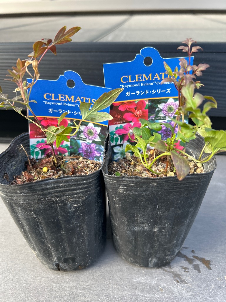 クレマチス苗 ビエネッタ 2苗セット 【送料無料】 : 花の王国