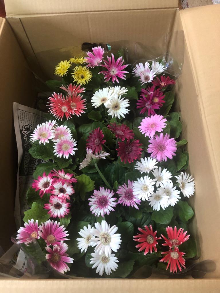 ミニガーベラ最高級品（3.5寸）1箱(15鉢入りでの販売です）相場