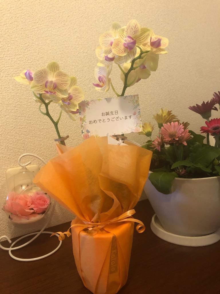 全体のレビュー画像 | 7-0