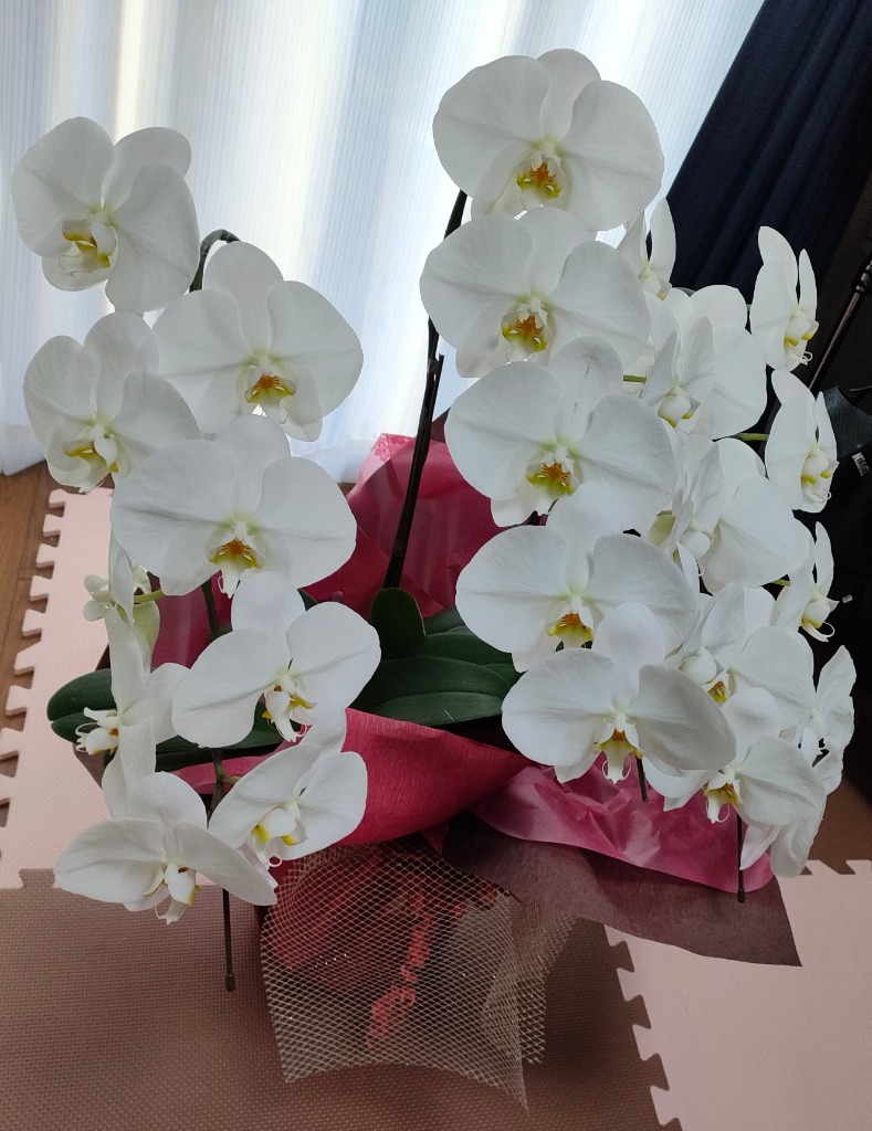 全体のレビュー画像 | 3-0