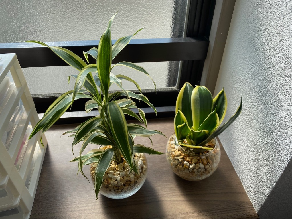 フラワーマーケット花由 土を使わない 観葉植物 ハイドロ