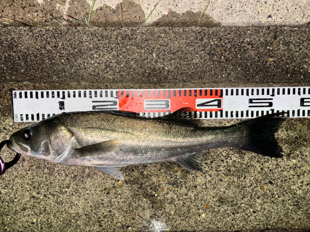 1件目のレビュー画像 | 0