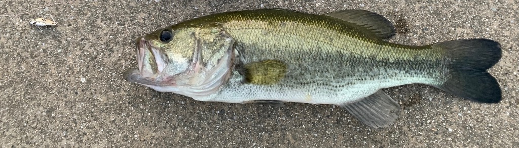 1件目のレビュー画像 | 0