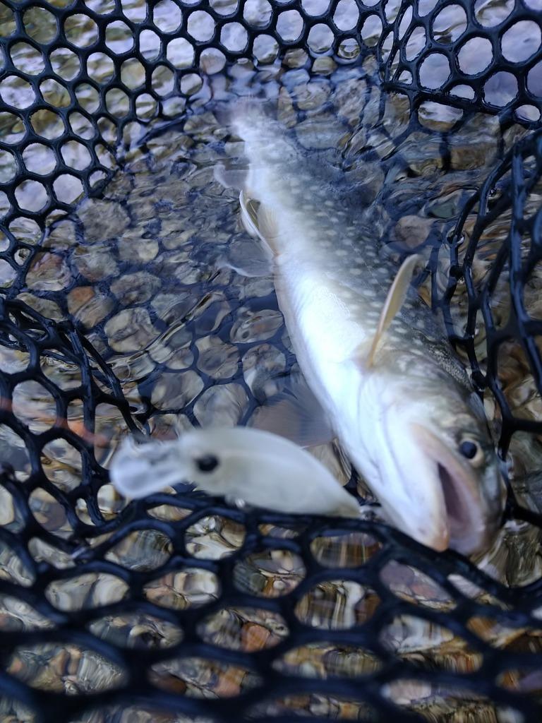 1件目のレビュー画像 | 1